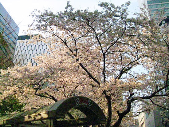 Sakura (Cherry blossom) in April